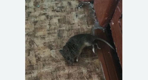 Дезинфекция от мышей в Краснотурьинске